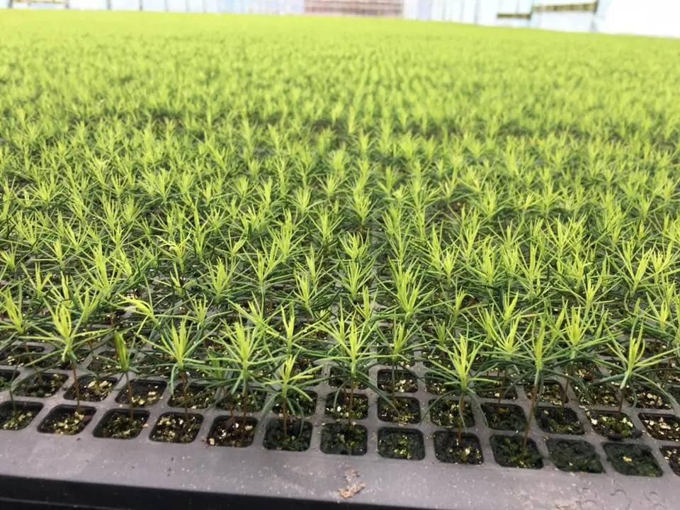 mikroplanter